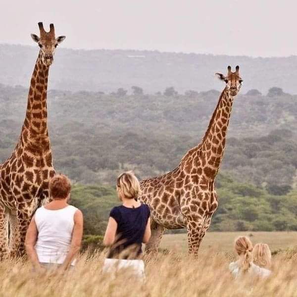 The Ultimate 5-Day Kenyan Safari: Maasai Mara, Lake Naivasha & Amboseli