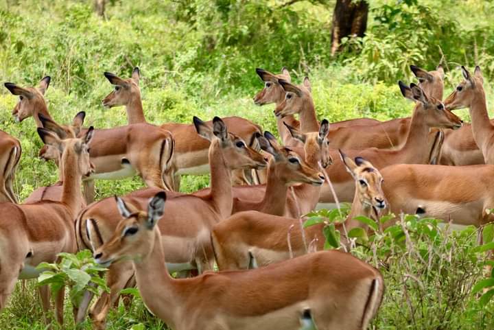 The Ultimate 5-Day Kenyan Safari: Maasai Mara, Lake Naivasha & Amboseli