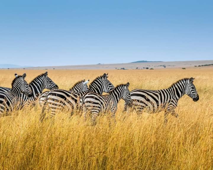 The Ultimate 5-Day Kenyan Safari: Maasai Mara, Lake Naivasha & Amboseli