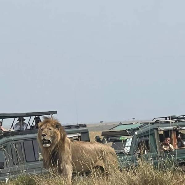 The Ultimate 5-Day Kenyan Safari: Maasai Mara, Lake Naivasha & Amboseli