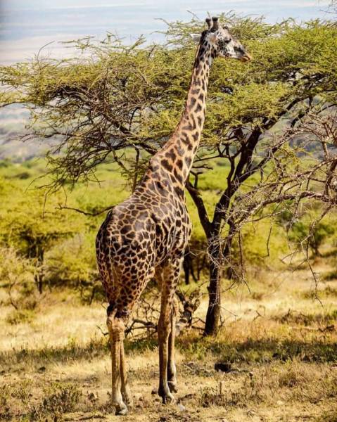 The Ultimate 5-Day Kenyan Safari: Maasai Mara, Lake Naivasha & Amboseli