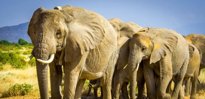 The Ultimate 5-Day Kenyan Safari: Maasai Mara, Lake Naivasha & Amboseli