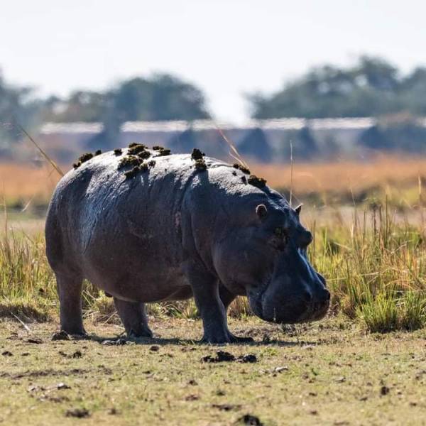 The Ultimate 5-Day Kenyan Safari: Maasai Mara, Lake Naivasha & Amboseli
