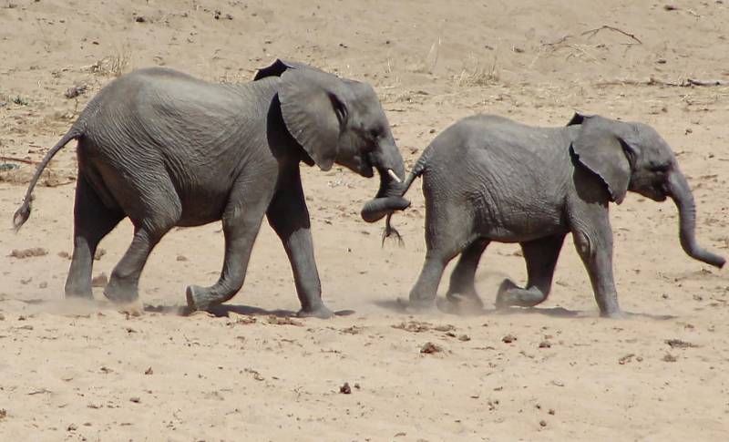 Kenyas Big Four Safari Adventure Samburu, Ol Pejeta, Naivasha & Masai Mara
