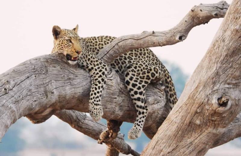 Kenyas Big Four Safari Adventure Samburu, Ol Pejeta, Naivasha & Masai Mara