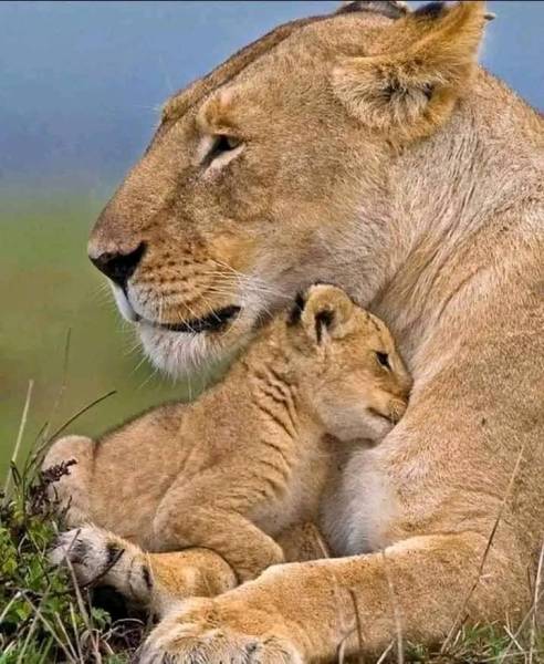 Kenyas Big Four Safari Adventure Samburu, Ol Pejeta, Naivasha & Masai Mara