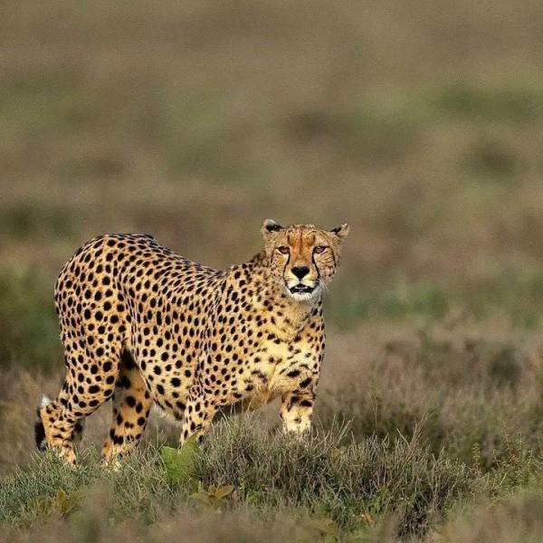 Kenyas Big Four Safari Adventure Samburu, Ol Pejeta, Naivasha & Masai Mara