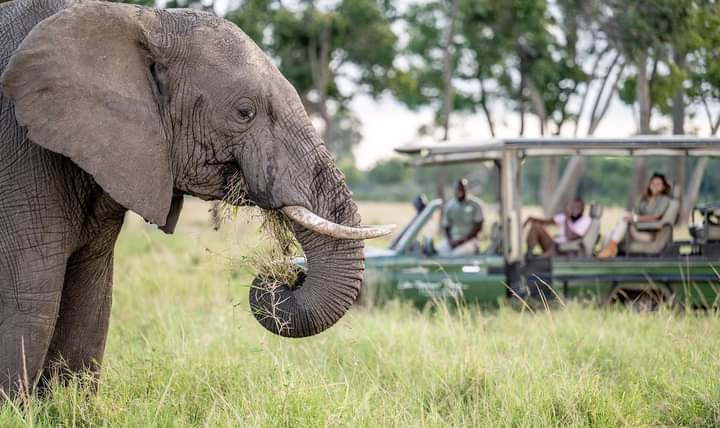 Kenyas Big Four Safari Adventure Samburu, Ol Pejeta, Naivasha & Masai Mara
