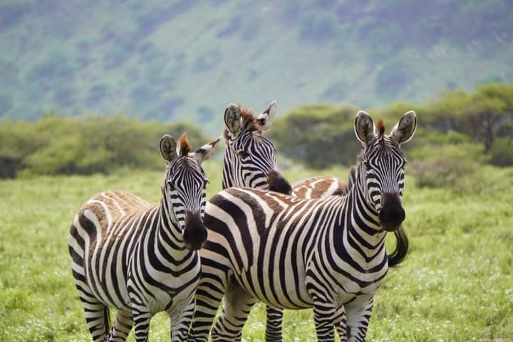 Kenyas Big Four Safari Adventure Samburu, Ol Pejeta, Naivasha & Masai Mara