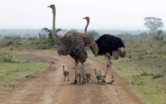 Kenyas Big Four Safari Adventure Samburu, Ol Pejeta, Naivasha & Masai Mara