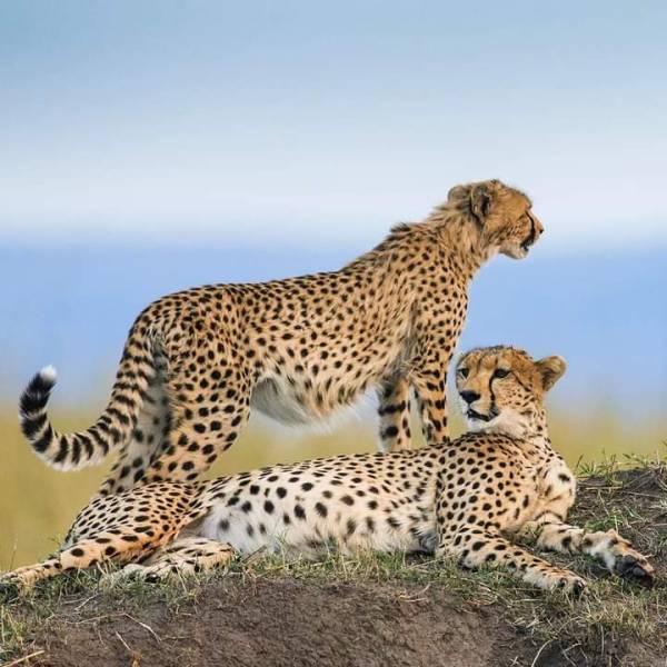 Kenyas Big Four Safari Adventure Samburu, Ol Pejeta, Naivasha & Masai Mara