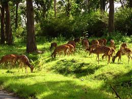 Kabini Bandipore Madhumalai National Park With Ooty Tour