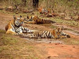 6 Nights 7 Days Madhya Pradesh Wildlife - Panna - Bandhavgarh - Kanha Tour Image