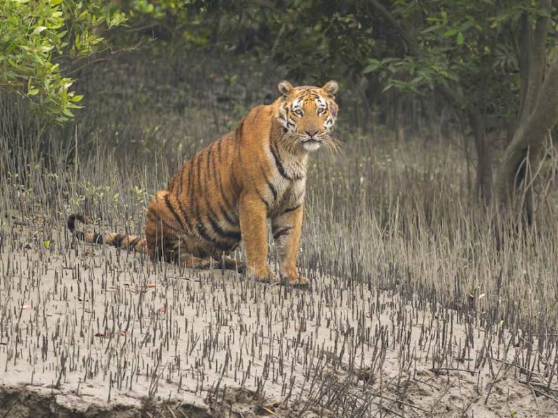 2 Nights 3 Days Sundarban Tiger Cruise Tour