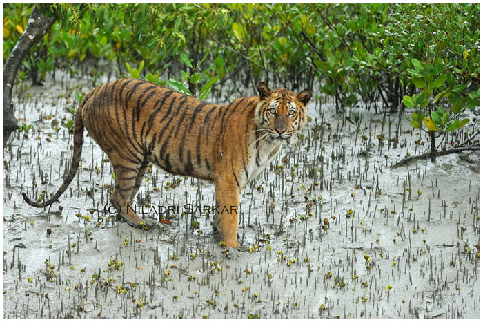 Sundarban Tour 2 Night 3 Days