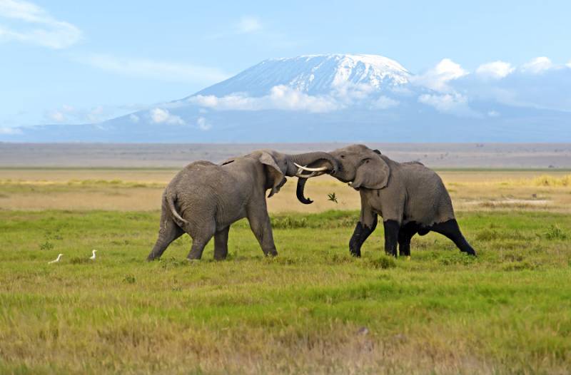 6-Day Masai Mara, Nakuru, Amboseli - Luxury - Safari