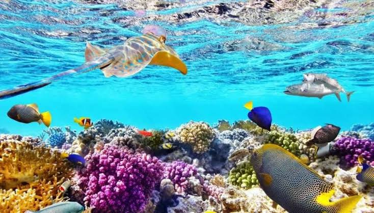 Cairo And Sharm El Sheikh Package