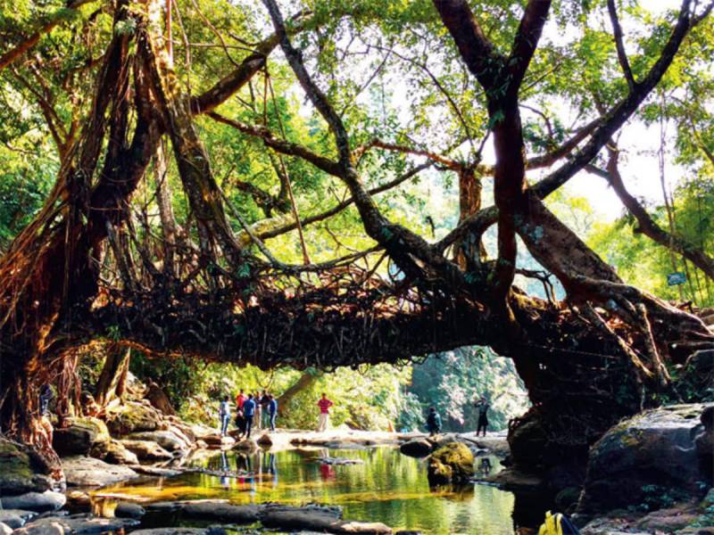 6-Day Scenic Assam & Meghalaya Adventure: Kaziranga, Shillong, and Cherrapunjee