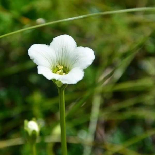 Valley of Flowers Package
