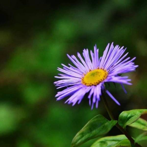 Valley of Flowers Package