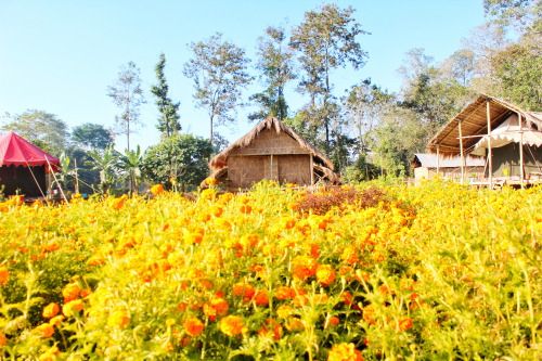 Okegiga Homes, Majuli