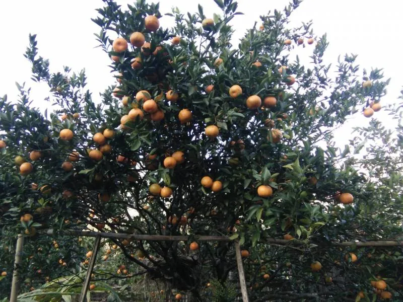 Sittong - Peshok/Lamahatta - Rishyap - Lava - Kolakham Tour