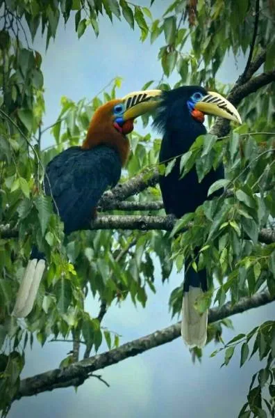 Sittong - Peshok/Lamahatta - Rishyap - Lava - Kolakham Tour