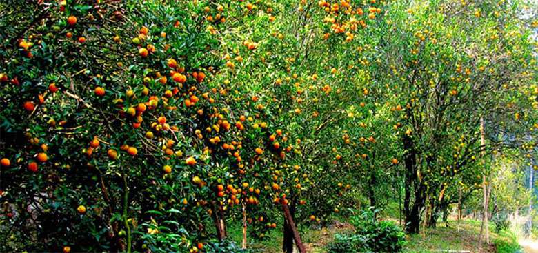 Peshok  Sittong  Darjelling Tour