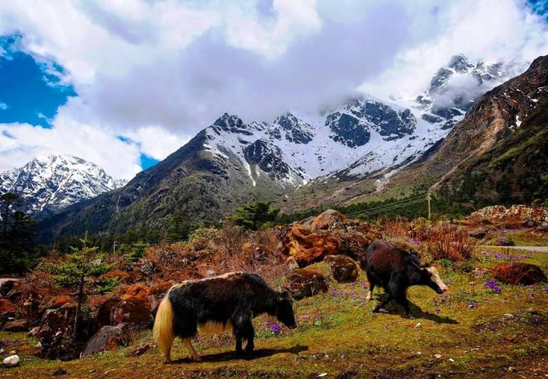 Gurudongmar Yumthung With Gangtok