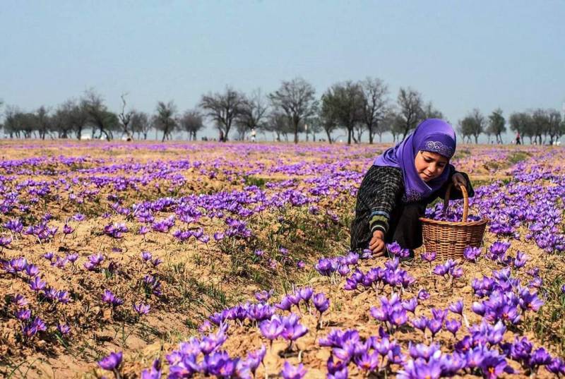 Srinagar Pahalgam Sonamarg Gulmarg Patnitop & Mata Vaisnodevi (Jammu & Kashmir)