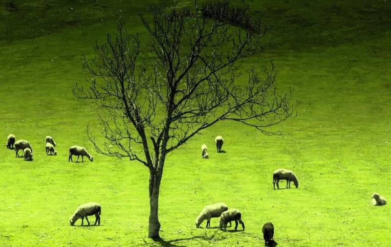 Srinagar Pahalgam Sonamarg Gulmarg Patnitop & Mata Vaisnodevi (Jammu & Kashmir)