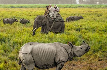 Guwahati Majuli Shivsagar Jorhat Kaziranga (Assam)
