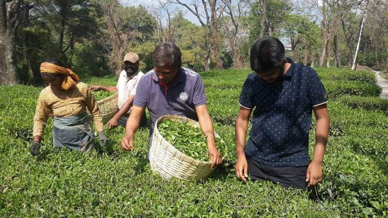 Dharamsala Dalhousie Khajjiar Palampur - Himachal Pradesh