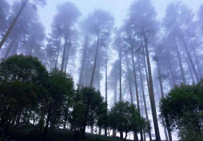 Mussorie Corbett Nainital - Uttarakhand Tour