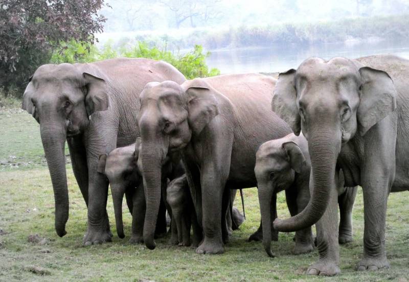 Shillong Tawang Kaziranga (Meghalaya - Assam - Arunachal)