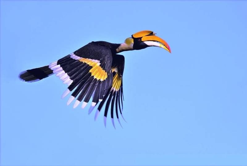 Shillong Tawang Kaziranga (Meghalaya - Assam - Arunachal)