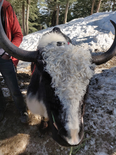 Shimla Manali 6 Night 7 Days Volvo Package