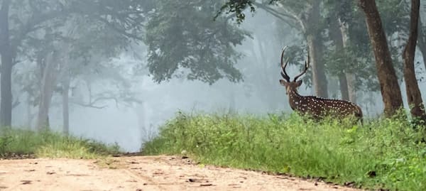 Weekend Getaway To Corbett Tour