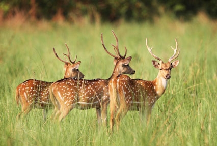 6 Day / 5 Night Nainital / Jim corbett Tour