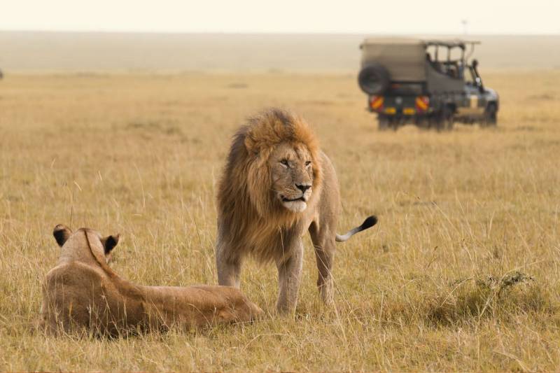 3 Days  Masai Mara Safari