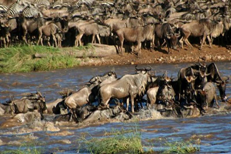 3 Days  Masai Mara Safari