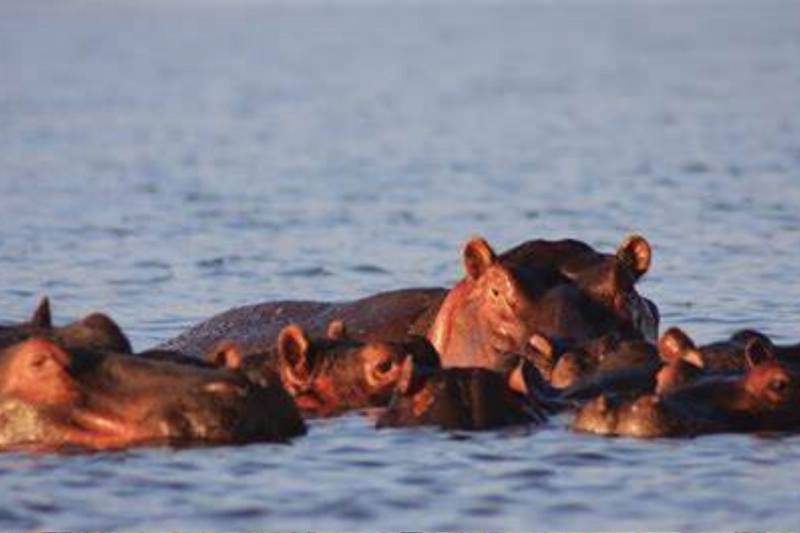 4 Days Masai Mara Lake Nakuru Safari