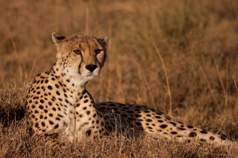 4 Days Masai Mara Lake Nakuru Safari