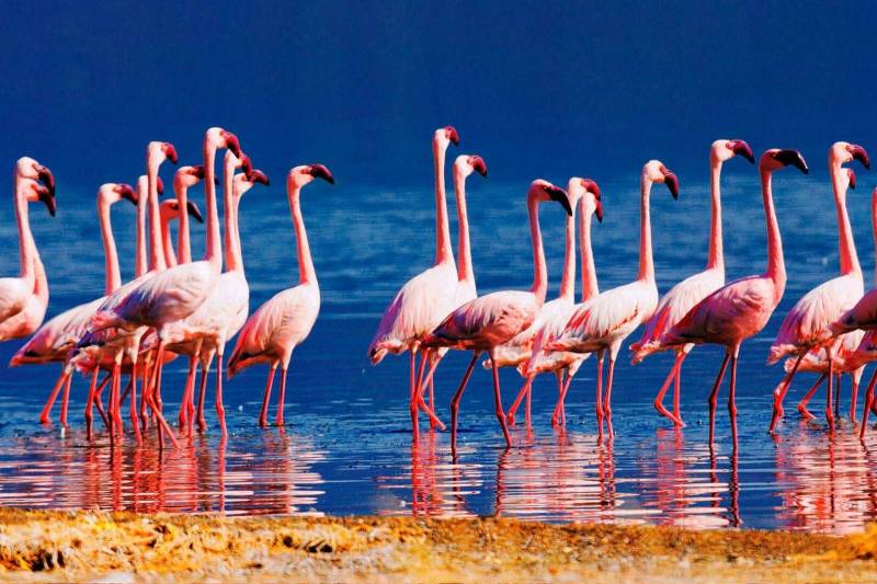 4 Days Masai Mara Lake Nakuru Safari