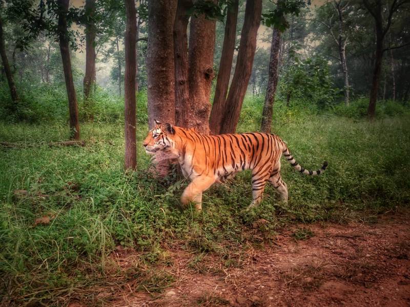 Kanha National Park, MP