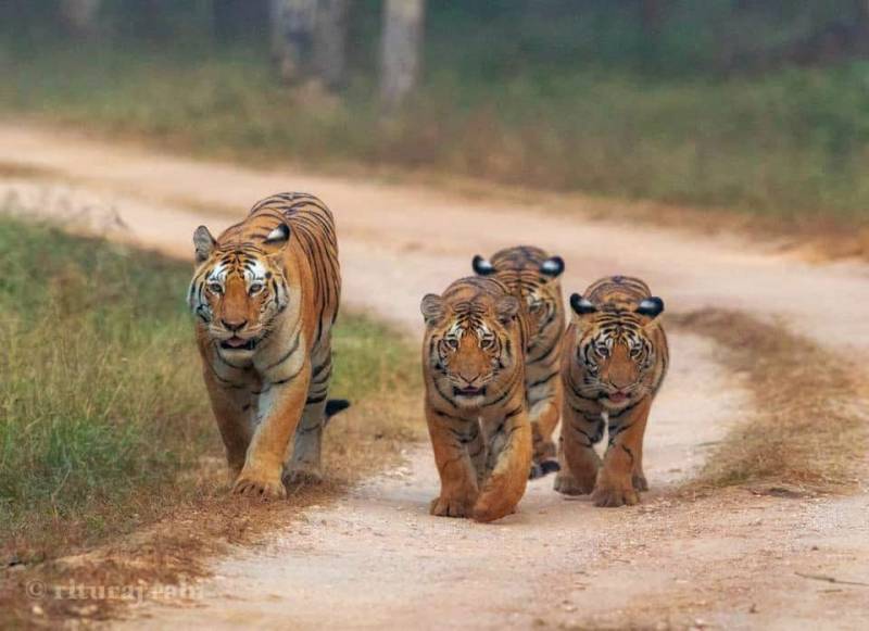 Kanha National Park, MP