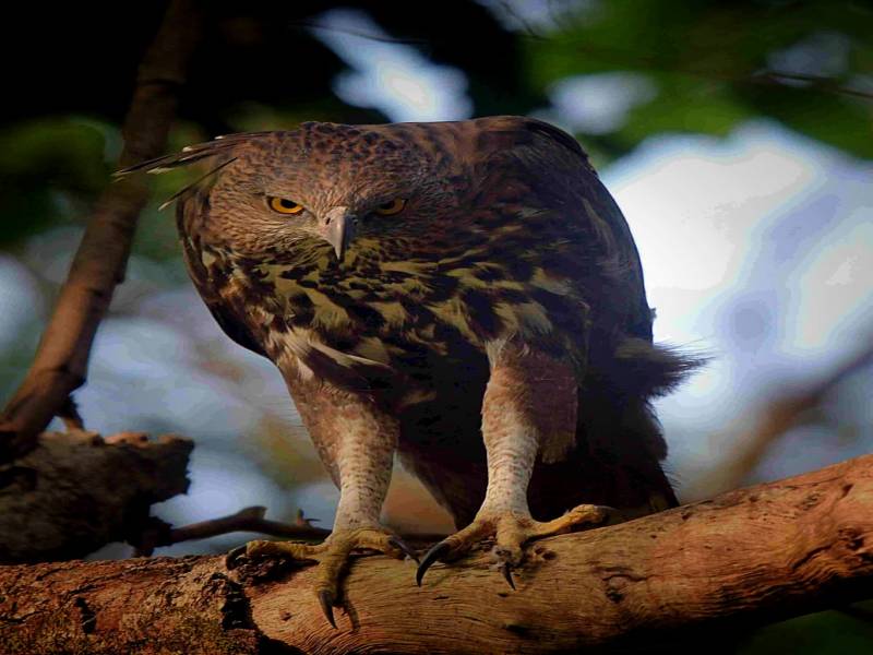 Kanha National Park, MP