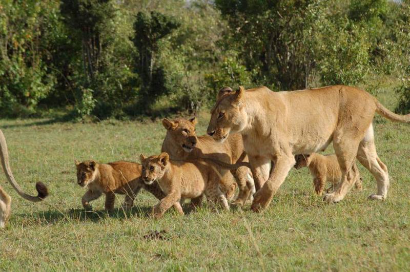 3 Days Masai Mara Safari