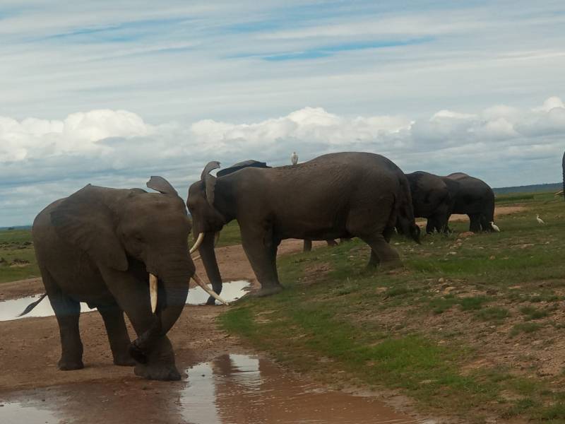 3 Days Masai Mara Safari