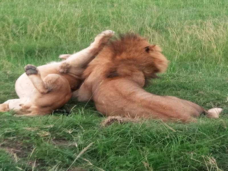 3 Days Masai Mara Safari